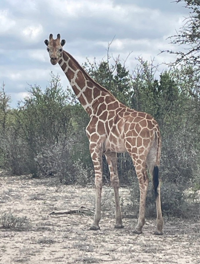 Girafa é encontrada 
duas semanas depois de fugir de rancho no Texas