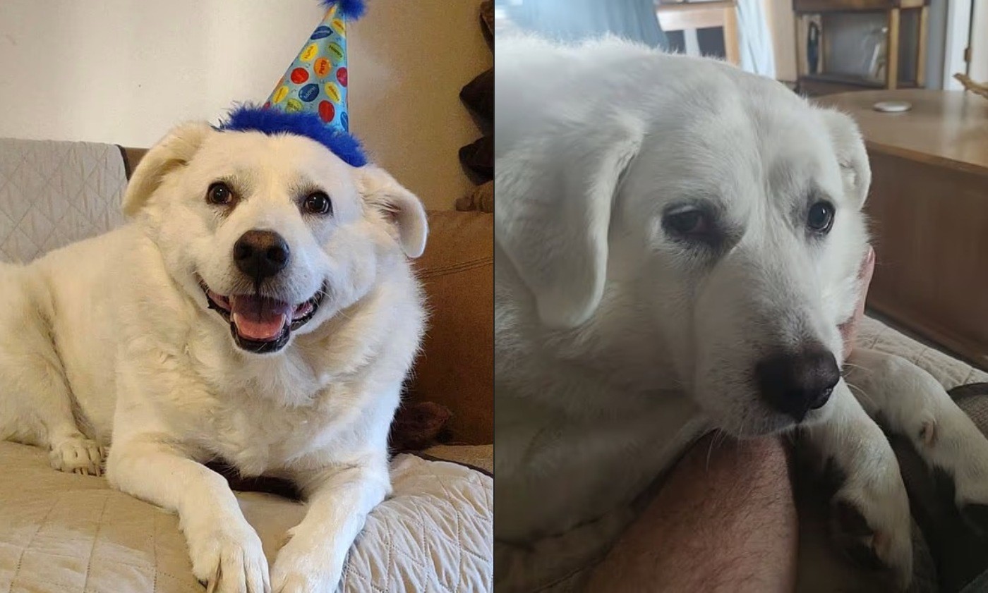 Cão morre durante tosa nos EUA, e pet shop é multado em R$ 760 - QTU Questões do Universo