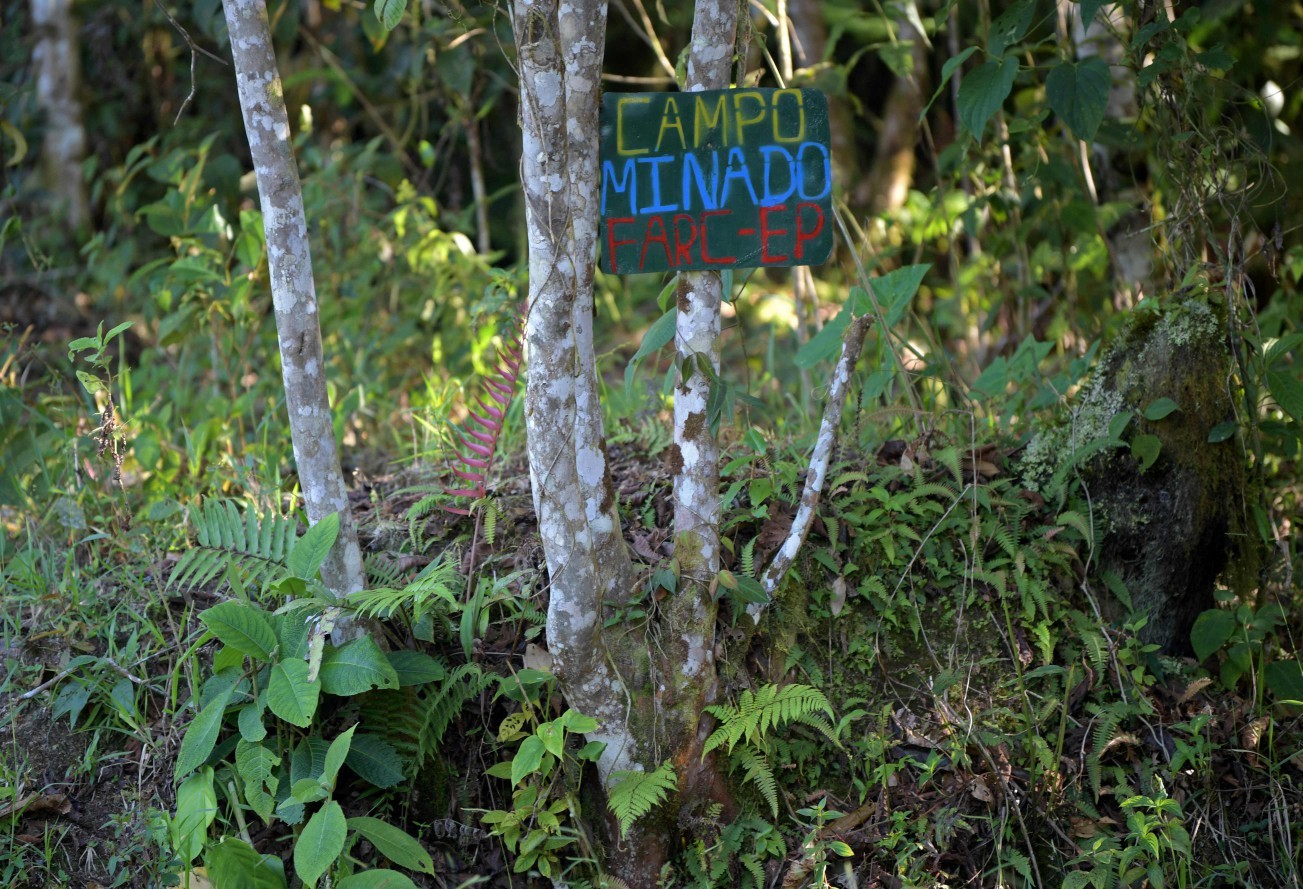 Plantações de coca na Colômbia aumentaram 18% durante governo Petro