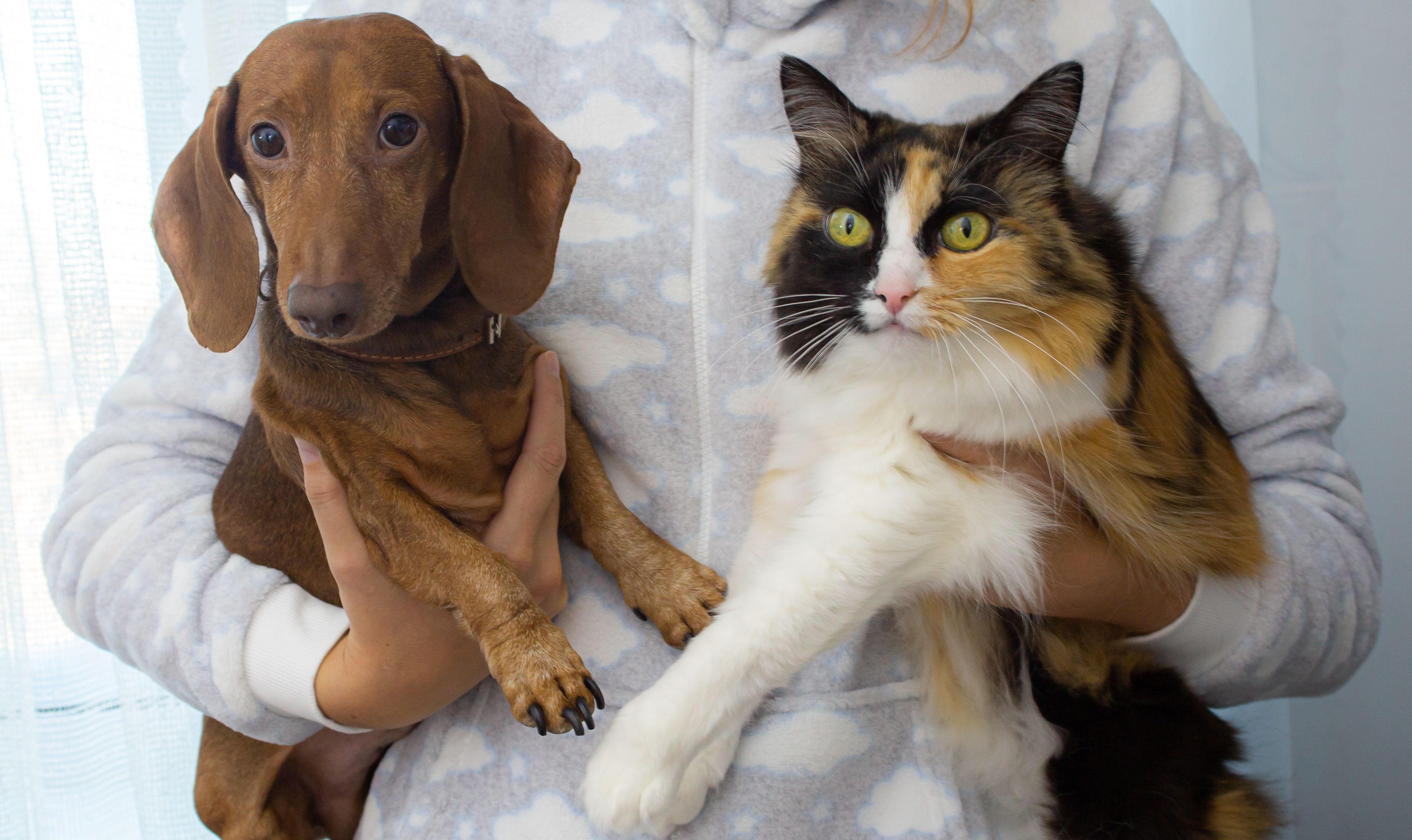 Elanco lança campanha "credelizar" para antiparasitário pet