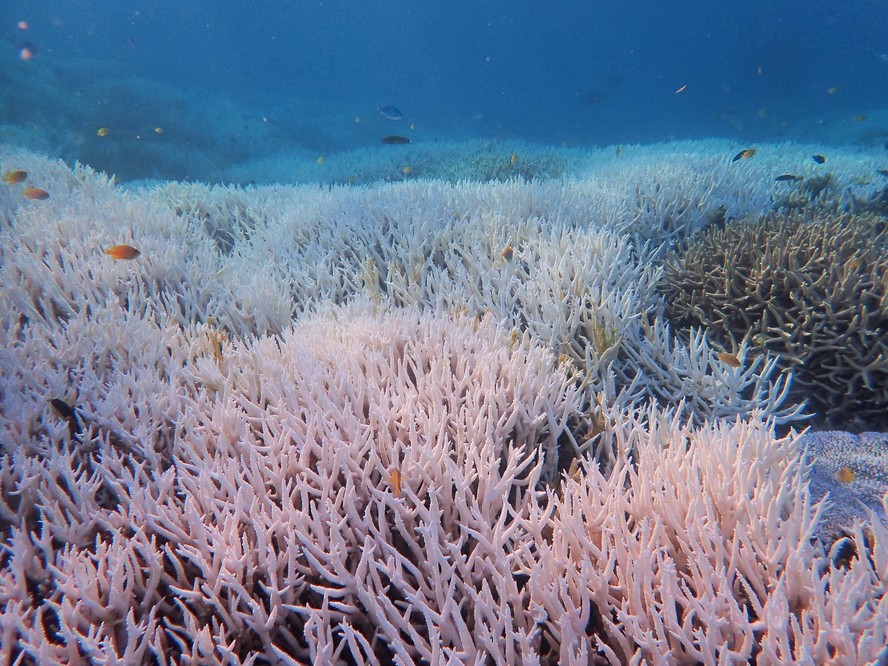 Grande Barreira de Coral da Austrália sofre processo de