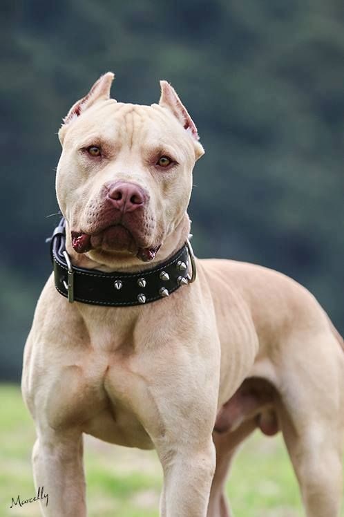 Light é condenada a pagar R$ 70 mil a funcionária atacada por pitbull durante trabalho