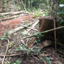 Árvores nativas foram derrubadas — Foto: Siã Huni Kuin / Askarj