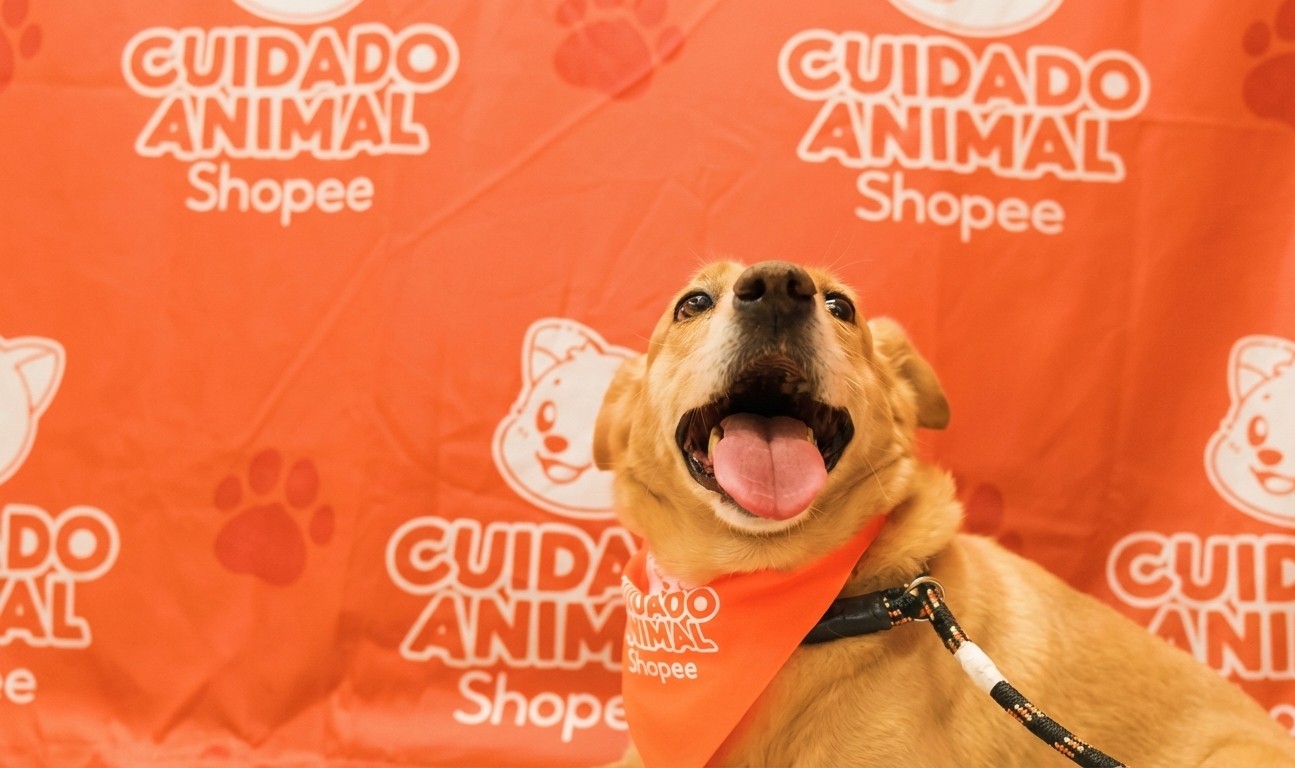 Shopee e Ampara Animal fazem mutirões gratuitos de saúde pet