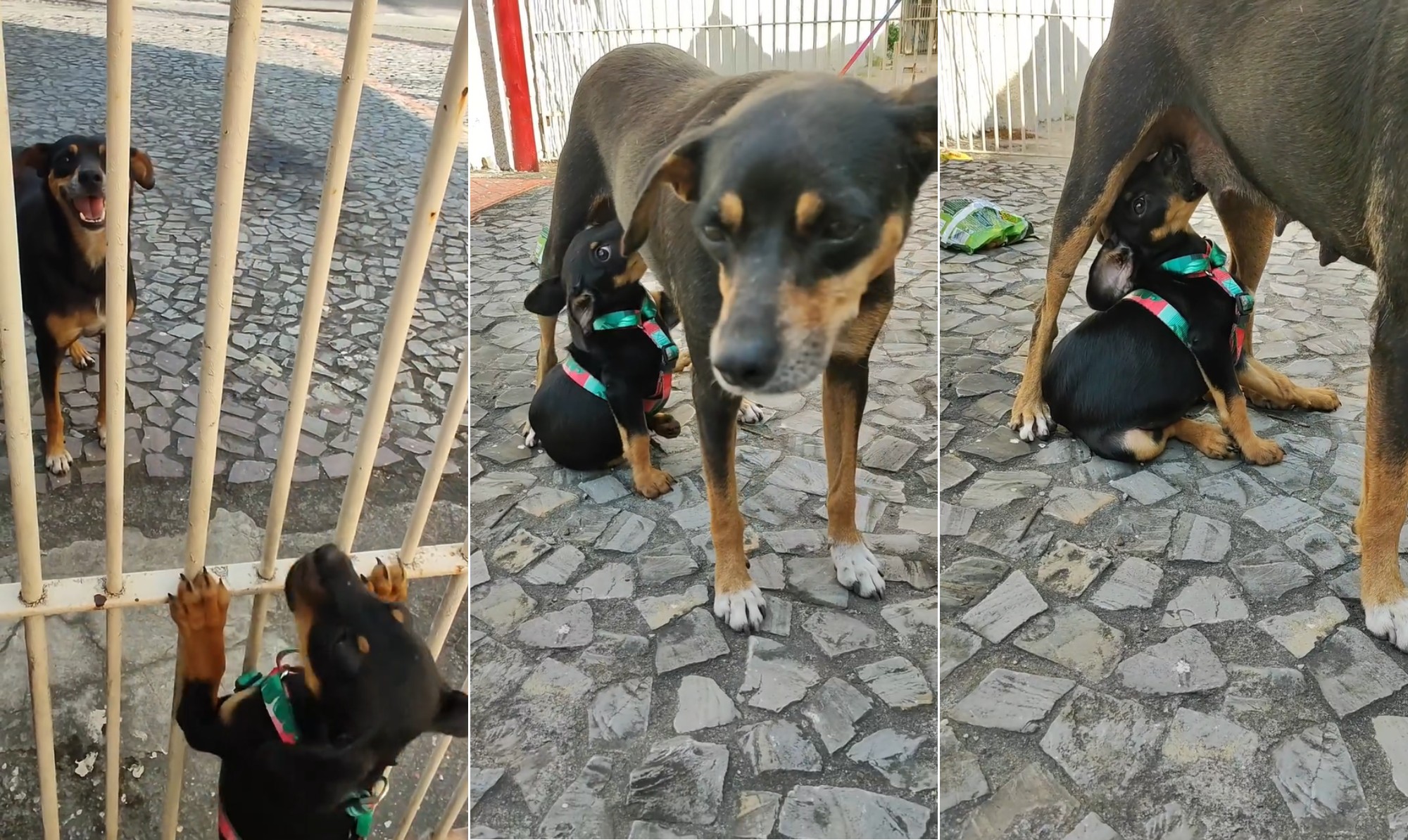Cadela encontra filhote resgatado e família improvável une dupla