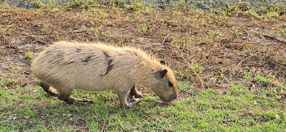 Capivara loura pelo sol no Pantanal, de Poconé, em Mato Grosso — Foto: Ana Lucia Azevedo