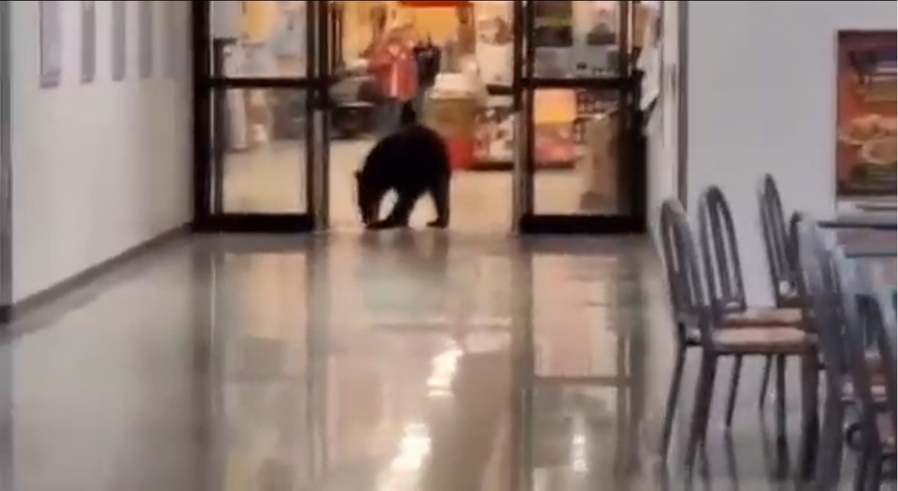 Urso invade shopping no Alasca, rouba pêssego, faz necessidades no chão e vai embora; vídeo