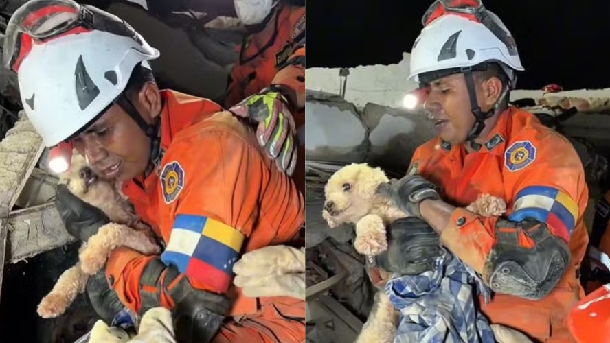 Cachorra é resgatada com vida cinco dias após terremoto na Venezuela e emociona ao agradecer socorrista com lambidas