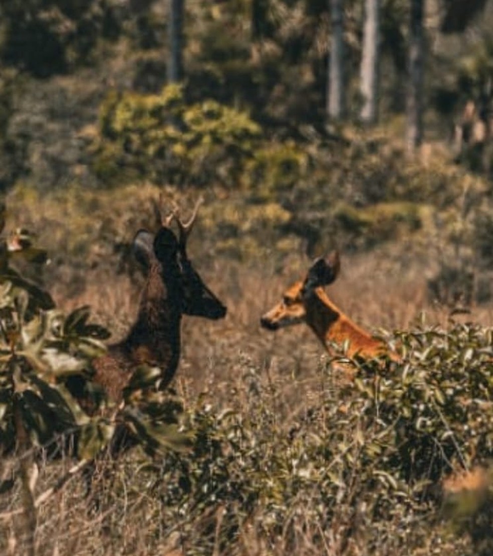 Ci&ecirc;ncia confirma pela 1&ordf; vez a exist&ecirc;ncia do veado preto no Pantanal &mdash; Foto: Eduardo Fragoso / On&ccedil;afari