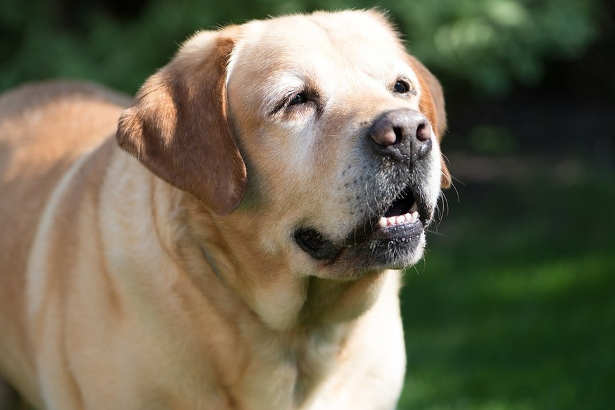 A idade em que cachorros são considerados idosos depende da raça ...