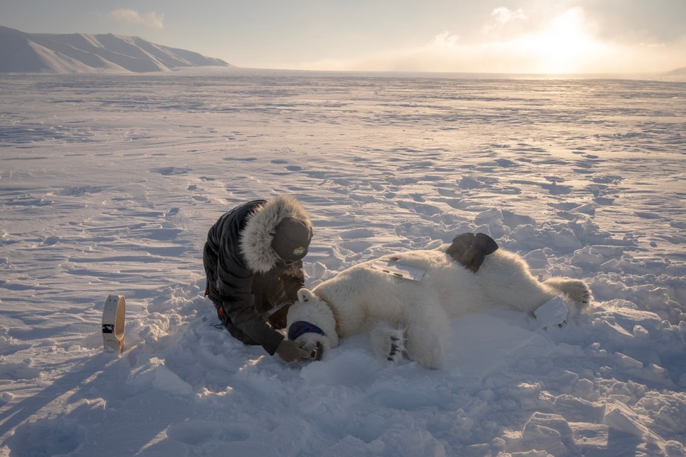 chefe do Programa Urso Polar, Jon Aars, troca a coleira de GPS de uma ursa polar fêmea no leste de Spitzbergen, no arquipélago de Svalbard — Foto: OLIVIER MORIN / AFP