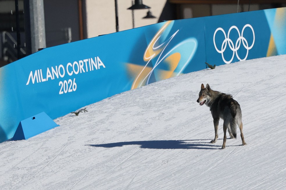 Cachorro invade pista nos Jogos Olímpicos de Inverno — Foto: Anne-Christine POUJOULAT / AFP