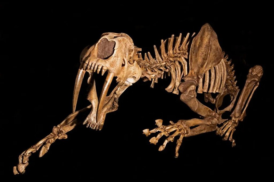 Esqueleto de um tigre dentes-de-sabre; estudo mostrou que espécie sofria com doenças ósseas