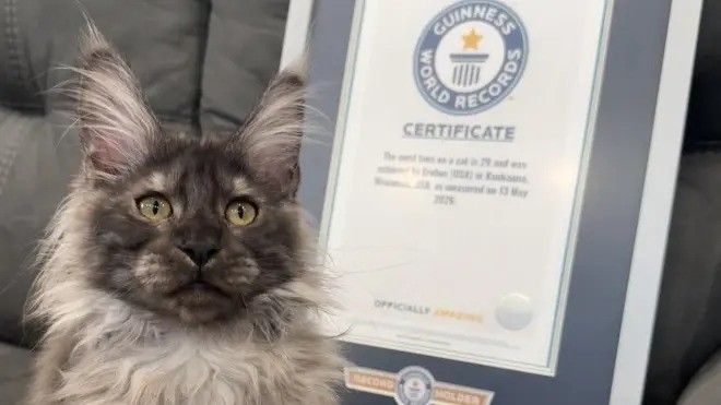 Gato com 7 vidas? Não: 29 dedos. Conheça o felino dos EUA que bateu recorde mundial - QTU Questões do Universo