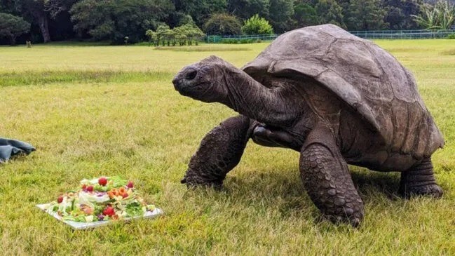 Kit antienvelhecimento: a ciência desvenda o segredo de longevidade de Jonathan, o animal terrestre de 194 anos  