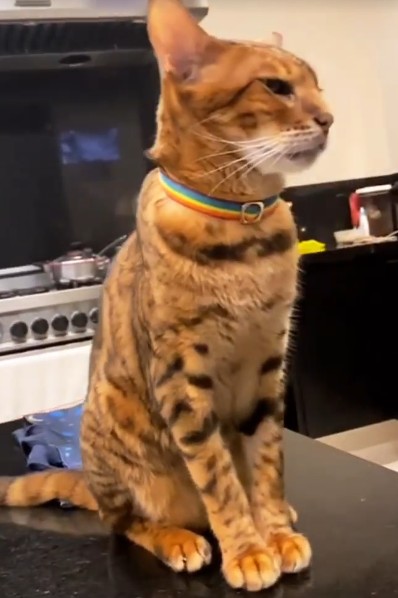 Bengal cat with stove behind her — Photo: Reproduction