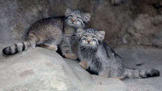 Filhotes de gato-de-pallas, espécie considerada o felino mais antigo do mundo, são vistos em seu recinto no Kobe Animal Kingdom — Foto: AFP