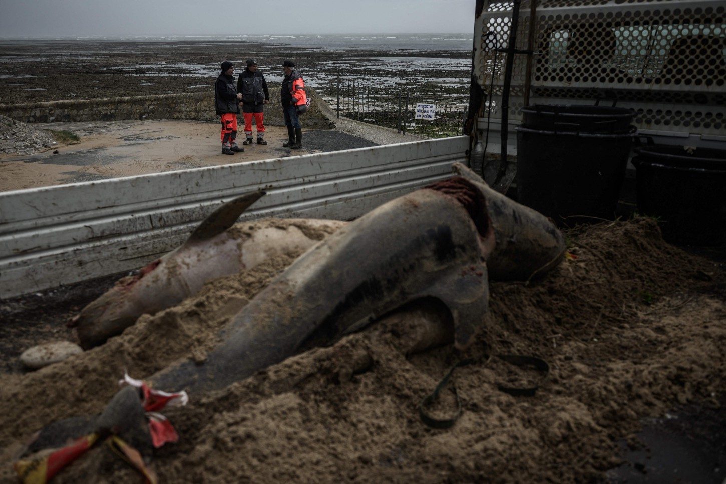 Golfinhos foram encontrados mortos na costa francesa do Oceano Atlântico — Foto: Philippe LOPEZ / AFP