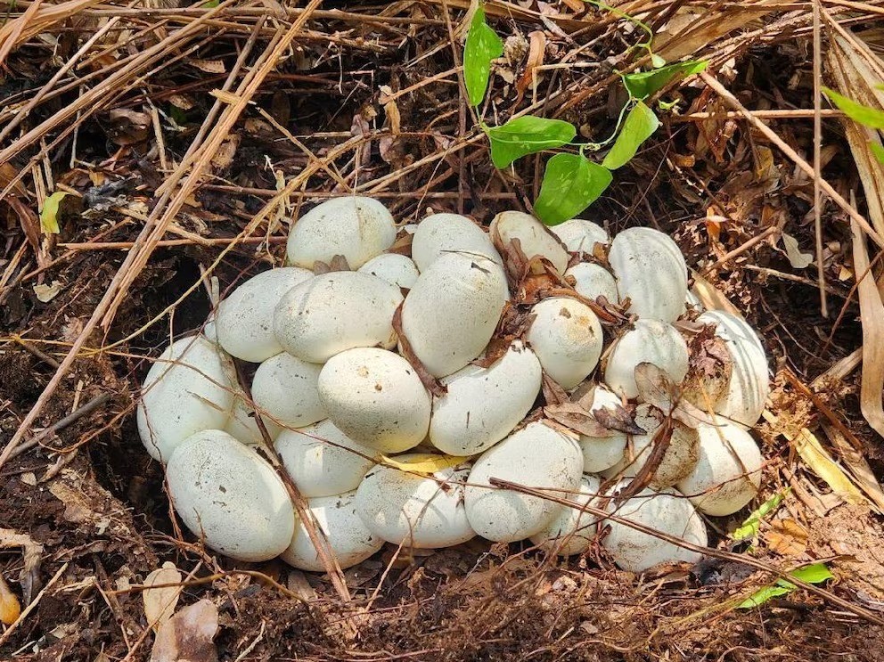 Pela primeira vez, urubus são flagrados devorando ovos de píton-birmanesa em ninho na Flórida; entenda estudo