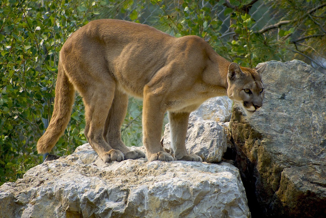 Pumas matam mais de 100 ovelhas em fazenda na Argentina e ataques assustam agricultores - QTU Questões do Universo