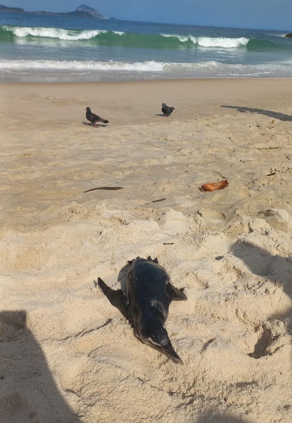 Piguim na Praia do Leblon — Foto: Dan Delmiro
