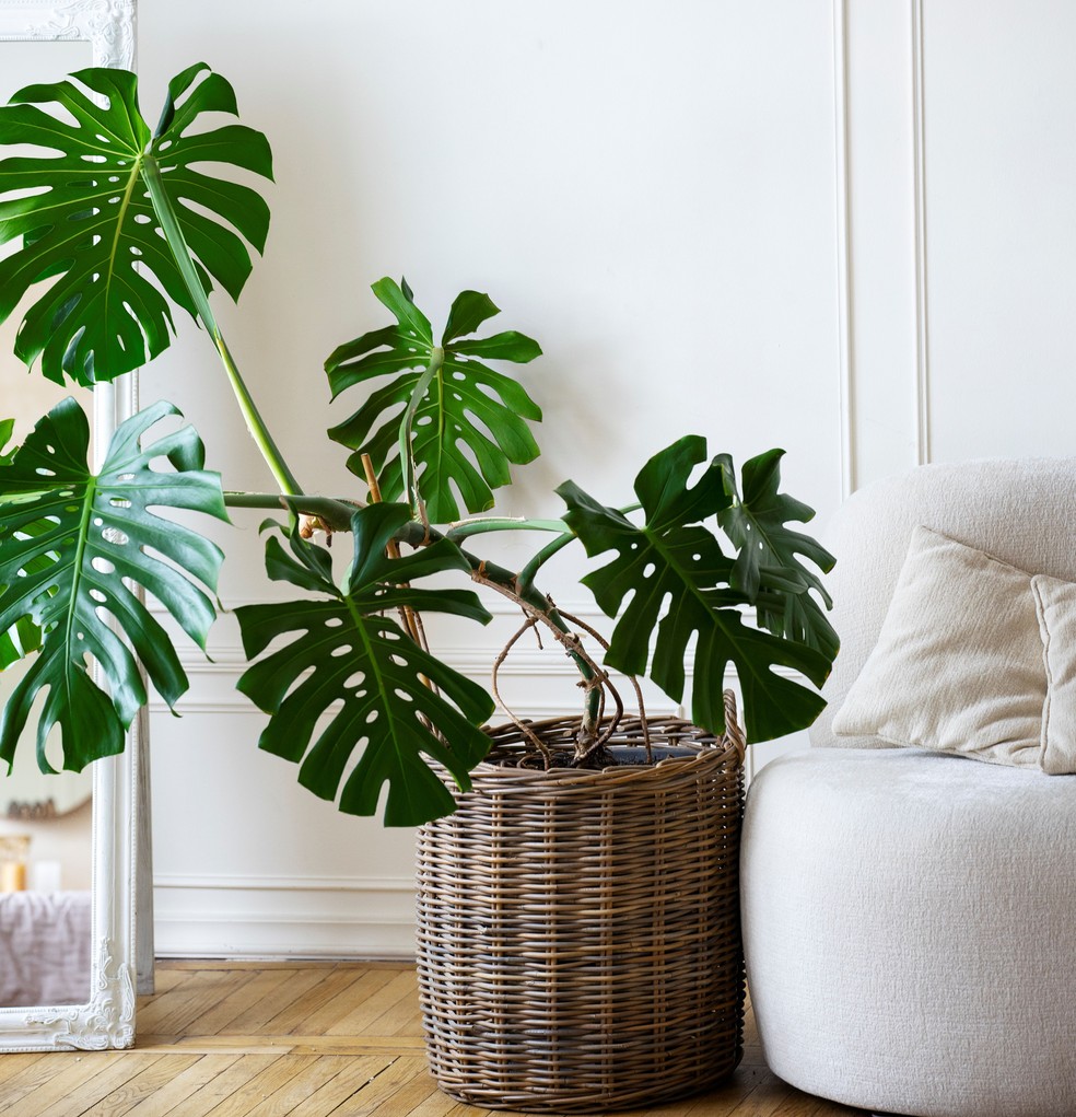 A Monstera, conhecida também como “costela-de-adão”, pode ser um esconderijo para baratas em casa — Foto: Freepik