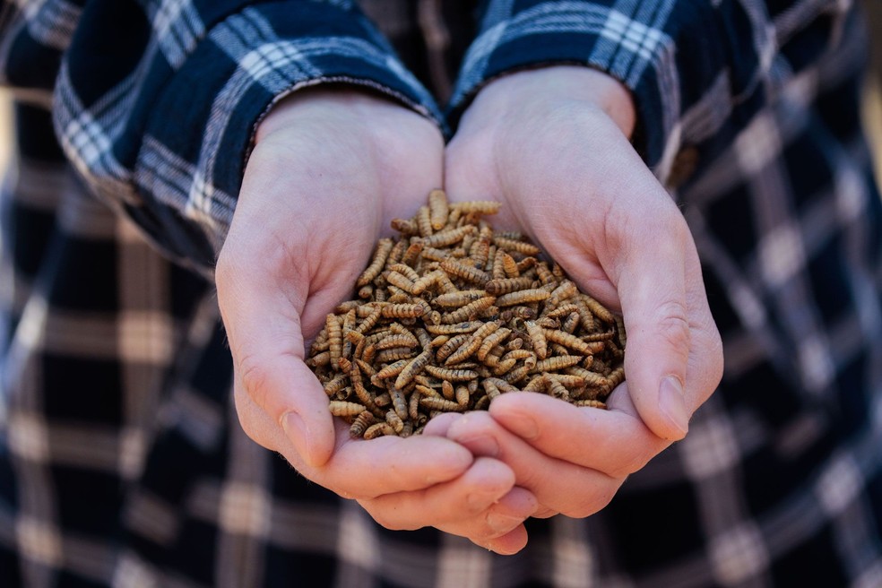 Na Grubbly Farms, mantém-se a esperança de que a proteína de insetos seja consumida por humanos — Foto: Dustin Chambers/Bloomberg