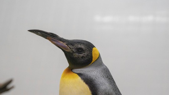 Pinguins com idade avançada passam por inovadora cirurgia de catarata