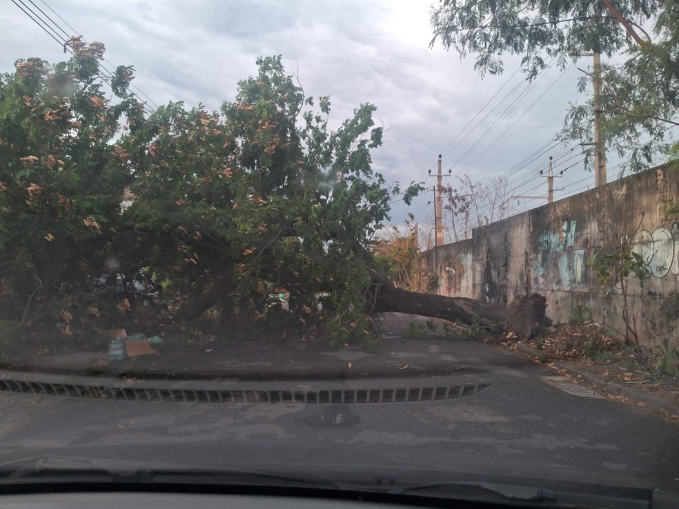 A tree fell on Cabiúna Street, in Senador Vasconcelos — Photo: Disclosure/Rio Operations and Resilience Center