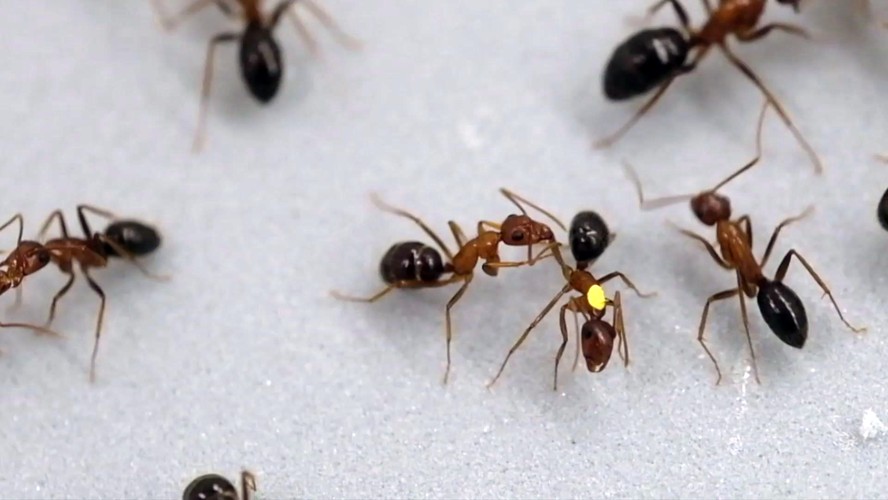 Formigas amputam pernas umas das outras e surpreendem cientistas; veja ...