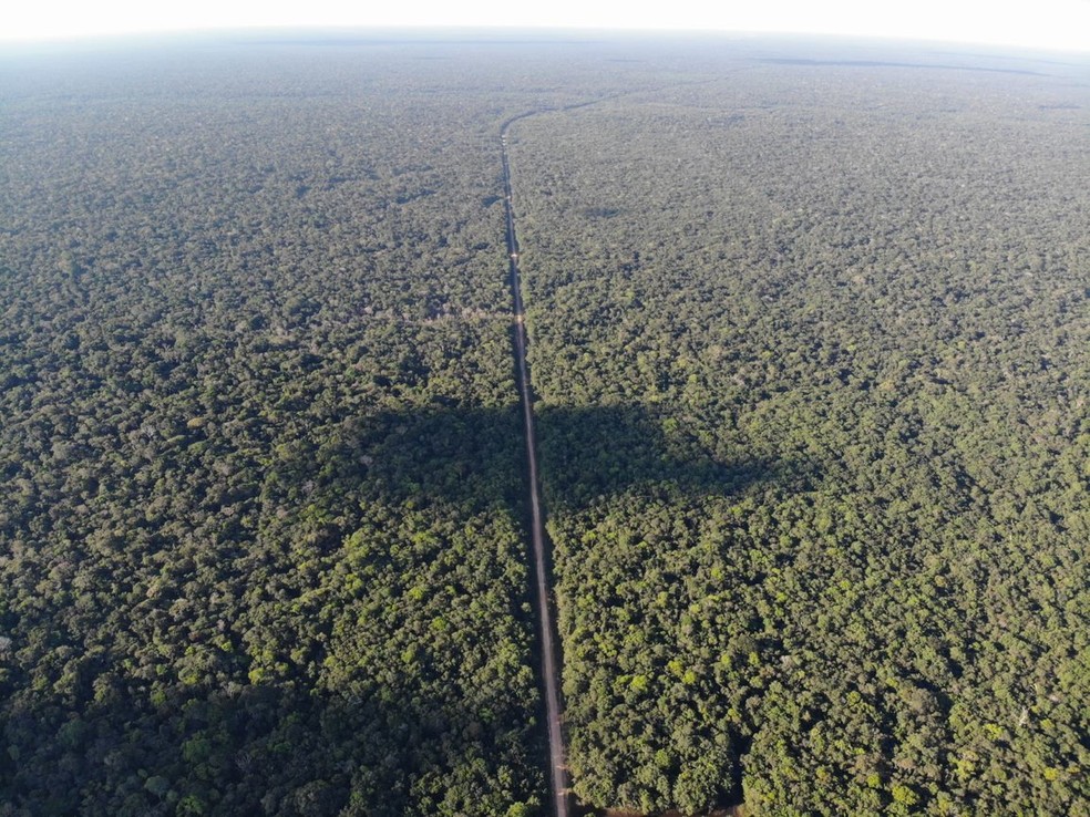 O "trecho do meio" da BR-319 é uma das regiões mais bem preservadas da floresta amazônica — Foto: Carole Alarcon
