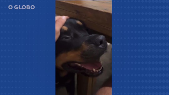 Cadela envenenada de Cauã Reymond segue internada; rottweiler morreu no fim de semana