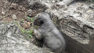 Filhote de elefante foi resgatado de buraco de esgoto na Tailândia — Foto: AFP