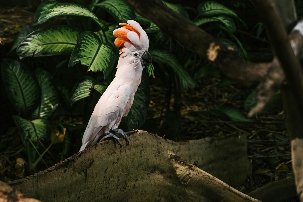 cacatua-de-crista-salmão-foto: pexels