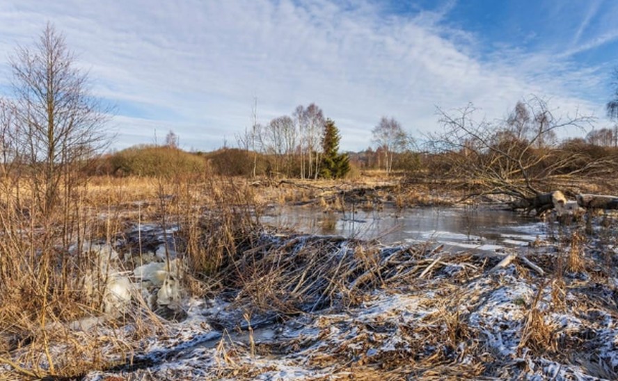 Trabalho feito pela família de castores no Parque Natural de Brdy, na República Tcheca