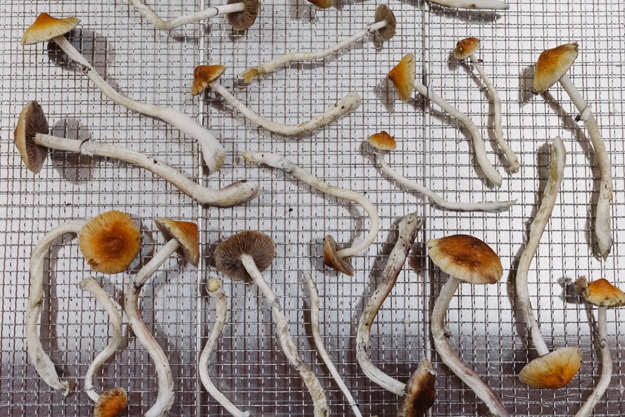 Produzida por fungos do gênero Psybe, os “cogumelos mágicos”, a psilocibina ainda é uma substância de uso controlado na maioria dos países, apesar de o uso recreativo ser comum