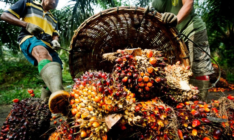 leo de palma  a gordura vegetal mais usada no planeta  Foto: WWF