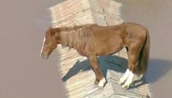 Felipe Neto monta 'força-tarefa' para salvar cavalo ilhado em telhado no RS