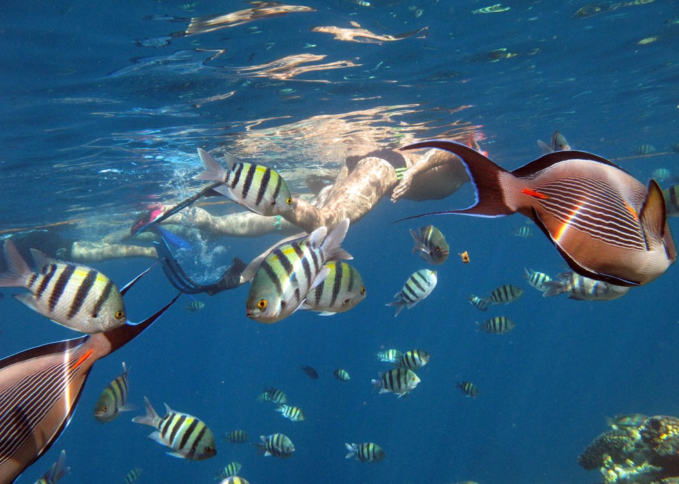 Turista nada com peixes nos recifes de corais de Sarm el-Sheikh, balneário egípcio na Península do Sinai, no  Mar Vermelho   — Foto: REUTERS