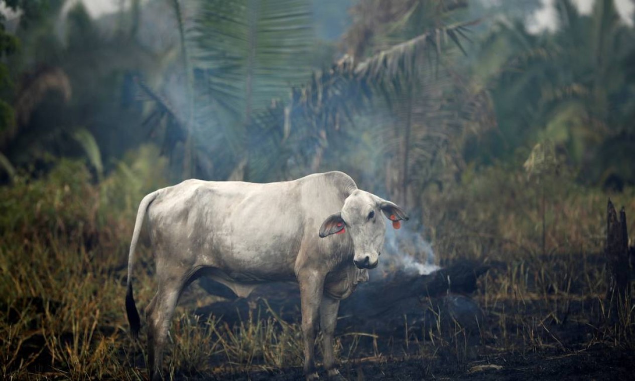 Uma vaca é vista em meio à fumaça de uma área em chamas na selva amazônica, enquanto é desmatada por madeireiros e agricultores em Apui, estado do Amazonas, Brasil, 3 de setembro de 2019 — Foto: Bruno Kelly / Reuters
