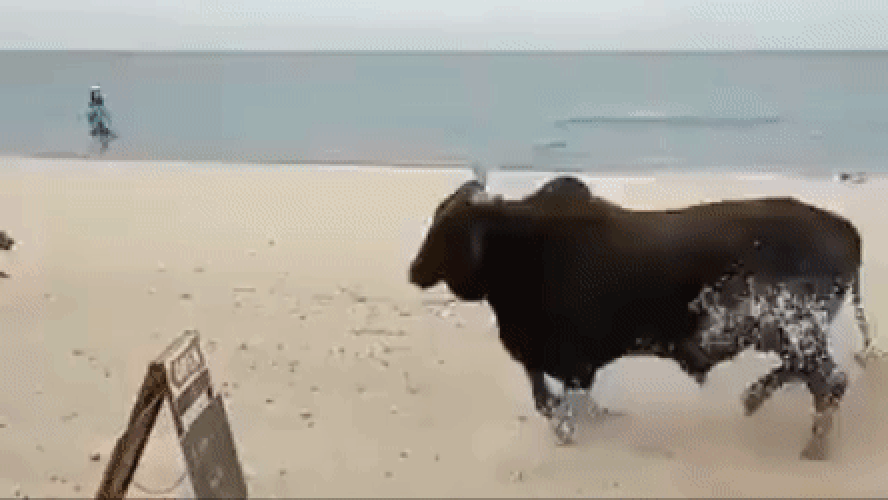 Touro indomável: animal ataca turistas e cachorros em praia do México; veja vídeo