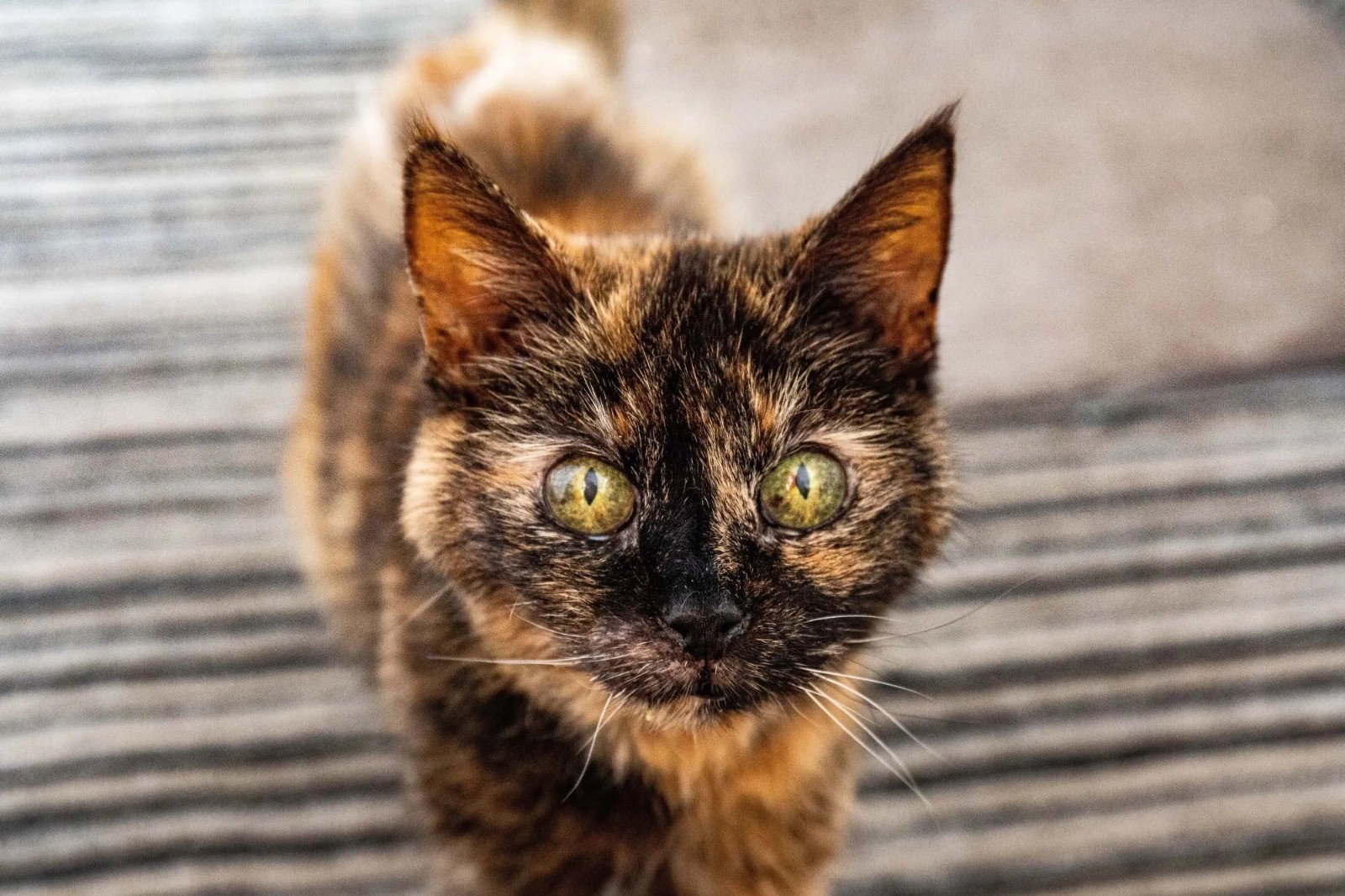 Conheça Millie, a gata com idade equivalente a 146 anos humanos que desafia o tempo com dieta de salmão, camarão e água mineral