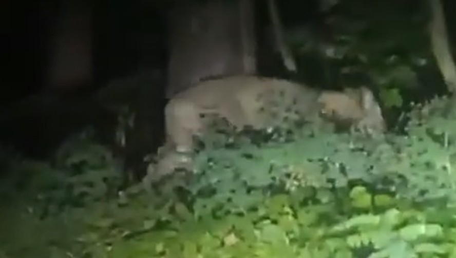 Vídeo mostra suposta leoa que teria fugido na Alemanha