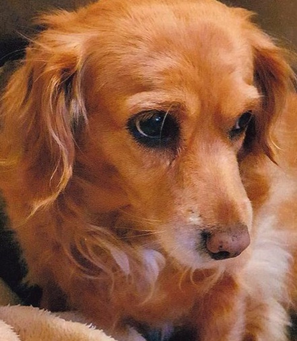 Crueldade. A cadelinha Tchuquinha, que morreu em abril: tutora não sabe o que empresa contratada fez como o corpo do pet — Foto: Álbum de família