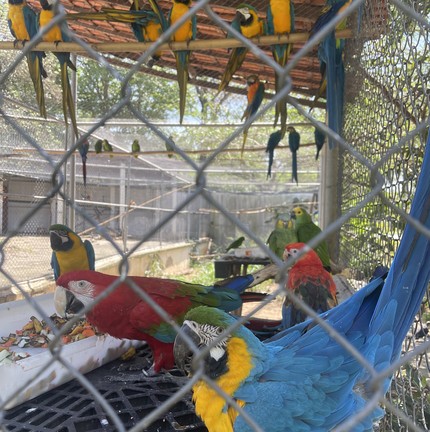 Único centro de triagem de animais silvestres no Rio, em Seropédica, está fechado após surto de tuberculose em macacos. O lugar já não recebia animais do estado do Rio devido a problemas judiciais com o Inea. Agora, a situação se agrava. — Foto: Pedro Henrique Antunes / Ibama-RJ