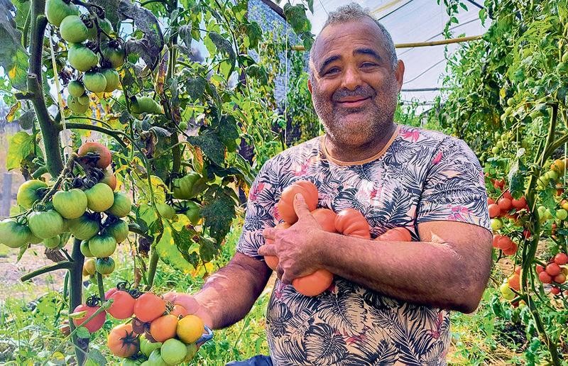 Uma coleção de tomates cheia de sabor e de história - QTU Questões do Universo