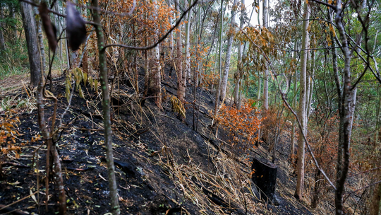 Onda de calor: clima seco faz triplicar incêndios em áreas de mata em Niterói
