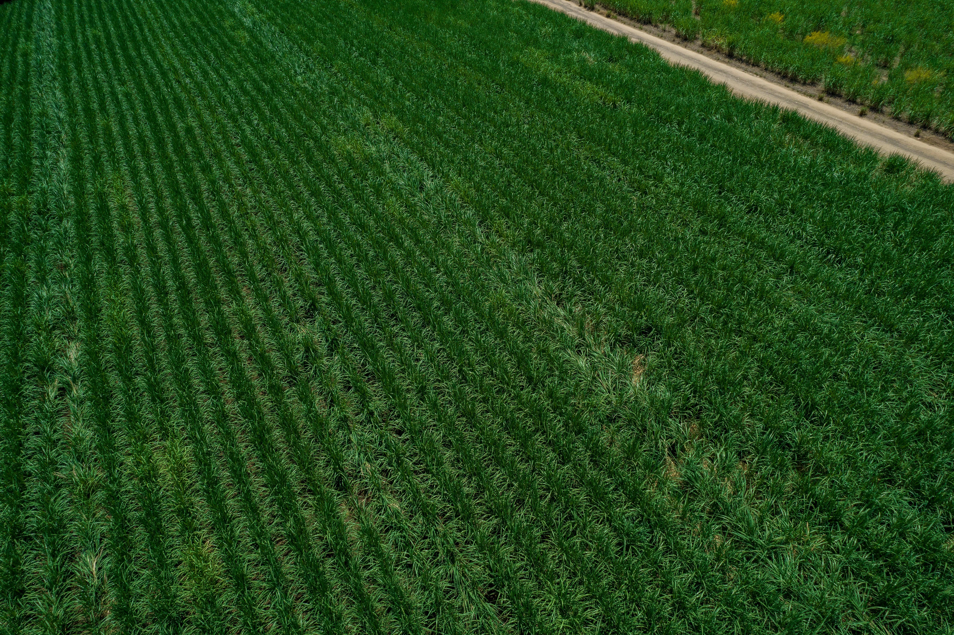 Produção do etanol dispara e ocupa espaço do açúcar