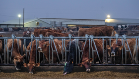 OMS alerta para risco do consumo de leite fresco depois do  surto em vacas nos EUA