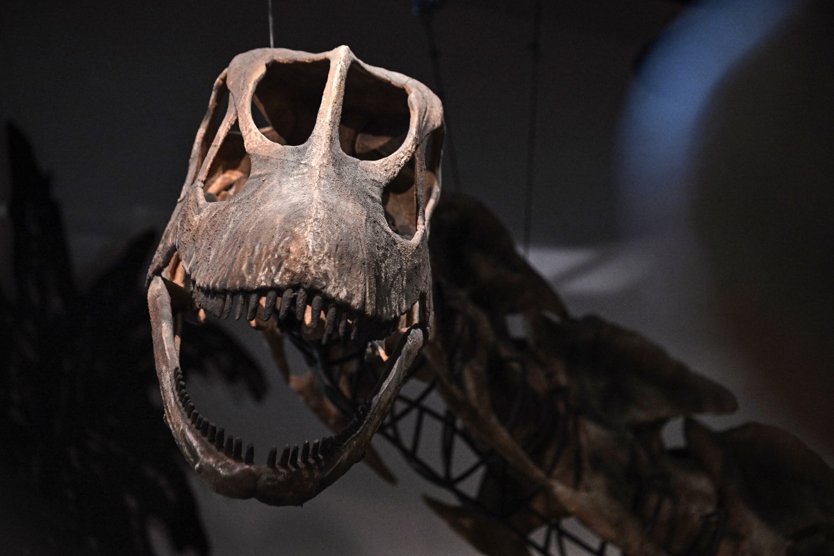 Cientistas descobrem o maior dinossauro do sudeste asiático na Tailândia